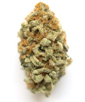 GMO Bomb